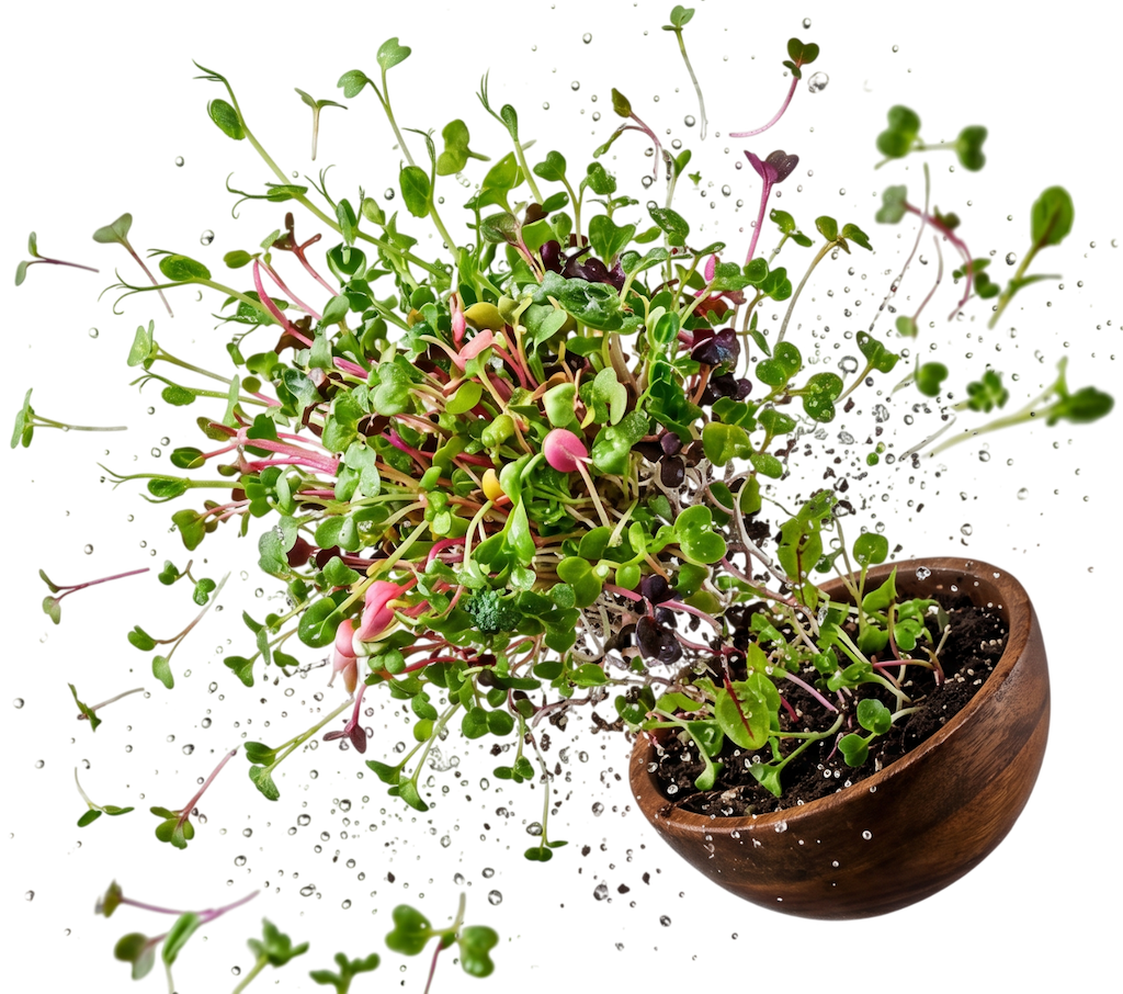 Microgreens explotando